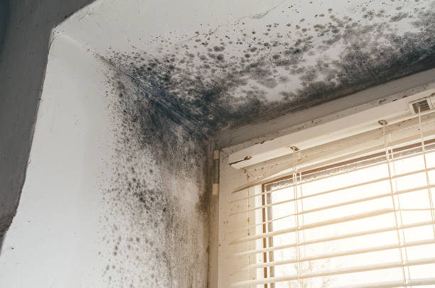 Affordable Mold Cleanup solutions in Round Hill, VA